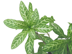 Indischer Sonnen-Wasserfreund - Hygrophila polysperma 'Sunset'